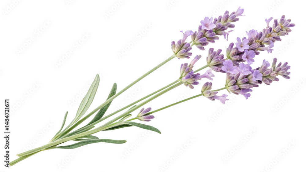 Naklejka premium A sprig of blooming lavender with delicate purple flowers and slender green leaves.