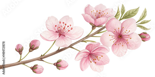 Delicate pink cherry blossoms with green leaves on a branch.