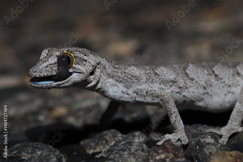 Western spiny-tailed gecko (Strophurus strophurus)