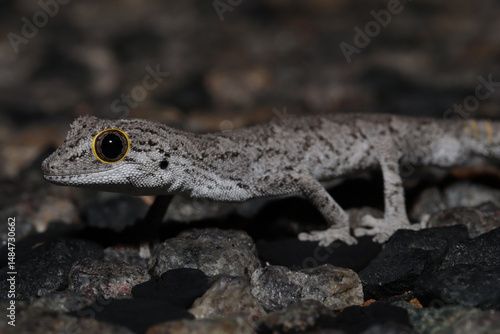 Western spiny-tailed gecko (Strophurus strophurus)
