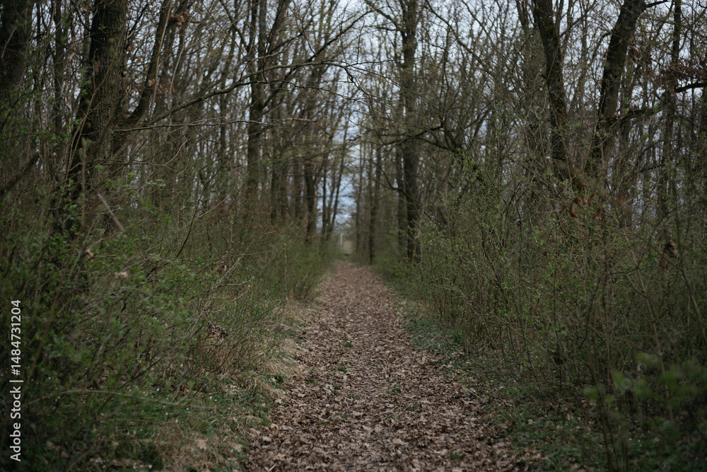 Fototapeta premium path in the forest