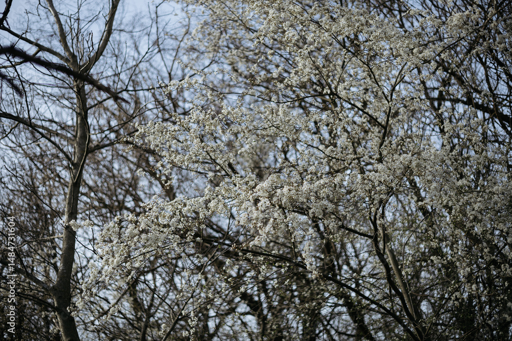 cherry blossom in spring cherry blossom in spring