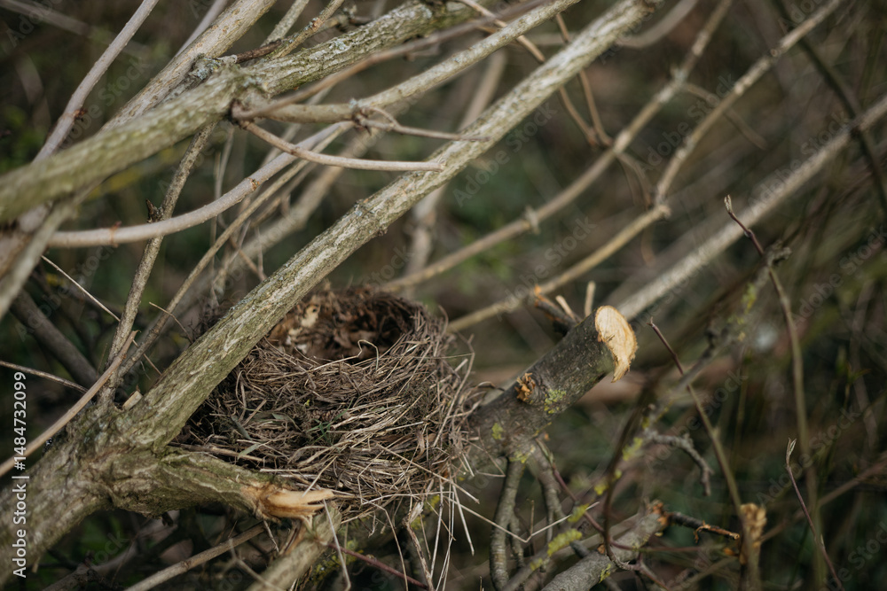 Obraz premium bird in the forest