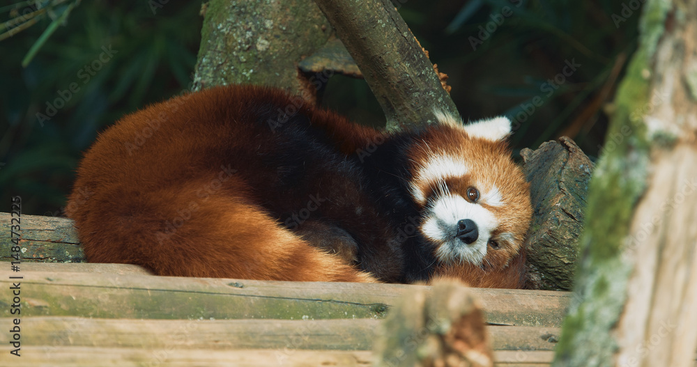 Fototapeta premium Cute Red Panda Face Close-up View. Red Panda Resting And Falls Asleep. Ailurus Fulgens Or Lesser Panda Is Small Mammal Native To The Eastern Himalayas And Southwestern China. Red Pandas Are Also