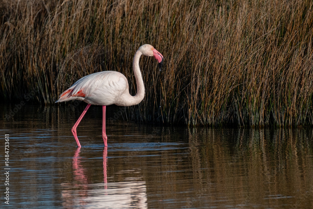 Naklejka premium Flamant rose dans une mare