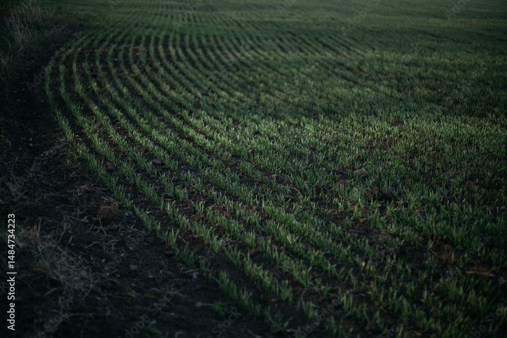 rows of vines in the field rows of vines in the field