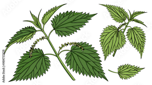 Vector Strangely shaped green nettle leaves with intricate details, create unique botanical illustration