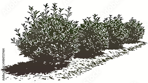 Vector row of boxwood bushes with dirt in front creates neat and organized landscape