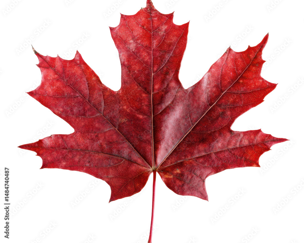 Obraz premium Closeup of a Vibrant Red Maple Leaf Isolated on a Transparent Background