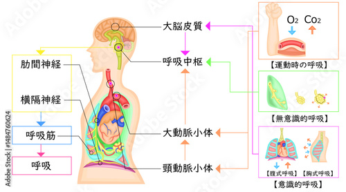 呼吸運動　調節　イラスト　日本語