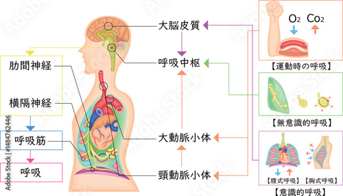 呼吸運動　調節　イラスト　日本語