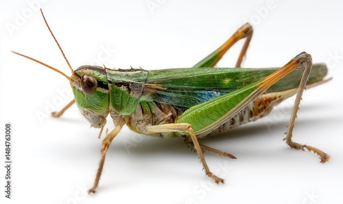 Wallpaper Mural Green grasshopper showcasing its vibrant color against a pristine white backdrop, highlighting nature's intricate design in fine detail Torontodigital.ca