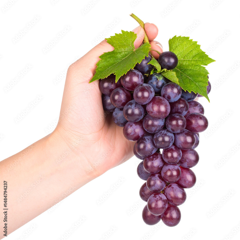 Fototapeta premium Hand holding cluster of purple grapes
