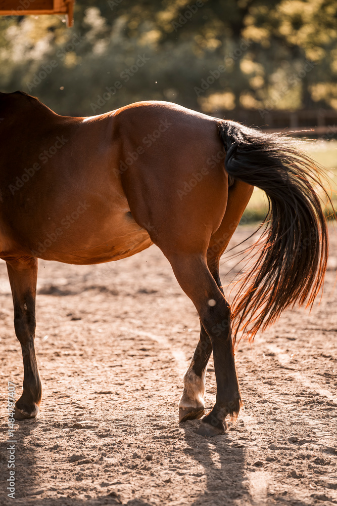 Fototapeta premium hind legs horse feet hoof animal equine