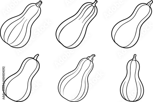 Set of butternut squash vegetable black outline vector and illustration, coloring book page