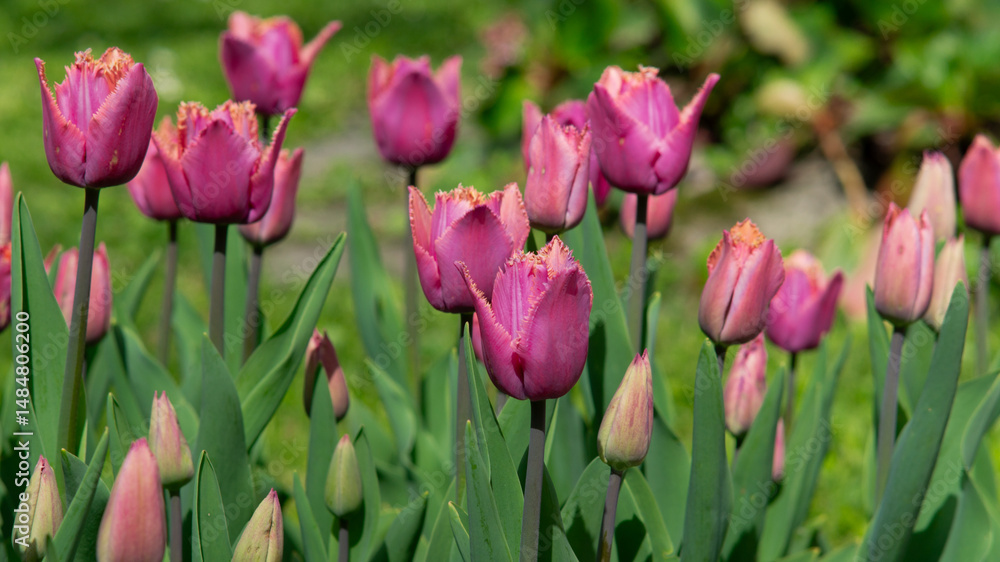 Obraz premium Pink-purple Tulipa 'Louvre' tulips in full bloom. Dutch tulip cultivation, botanical postcard, garden flowers, new tulip varieties. Tulipa hybrid. 