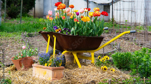 Rusted wheelbarrow creatively repurposed as a flower planter, filled with a variety of colorful tulips and pansies. Gardening and landscape design. Summer garden hobby