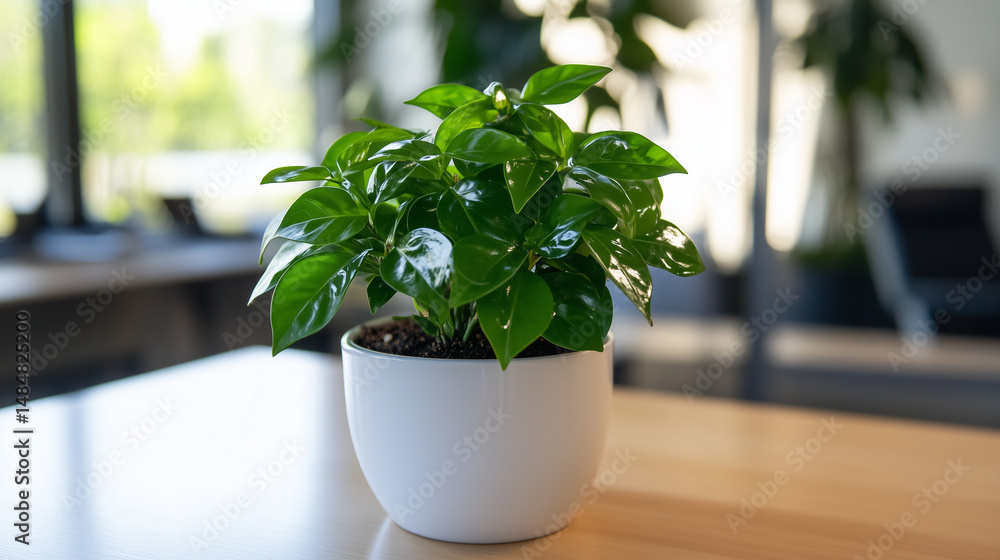 A potted plant on a modern desk, symbolizing simplicity and focus in a clean workspace. A potted plant on a modern desk, symbolizing simplicity and focus in a clean workspace.