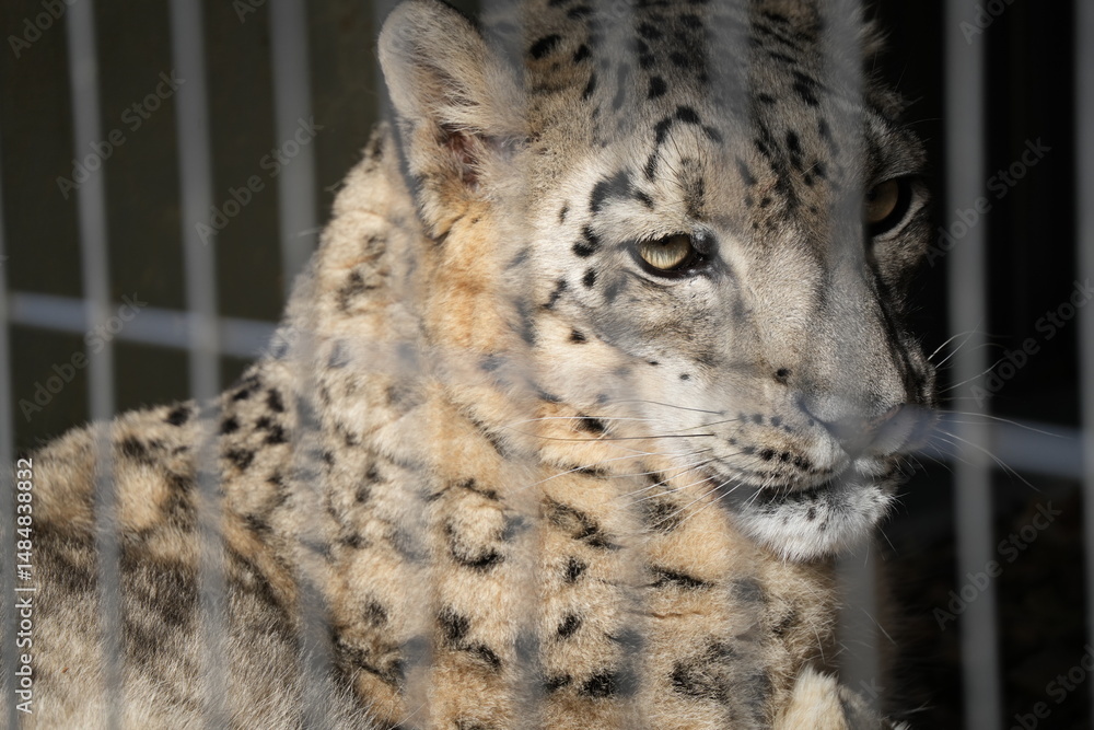 Obraz premium タイガー