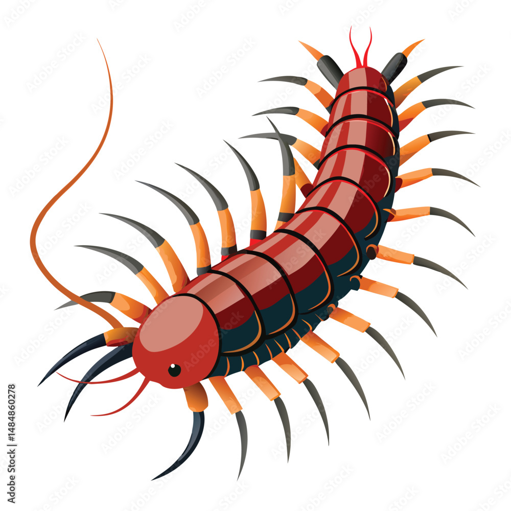 Fototapeta premium Centipede
