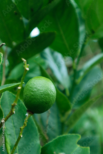 Wallpaper Mural green lime on forest. lime fruit. vitamin c Torontodigital.ca