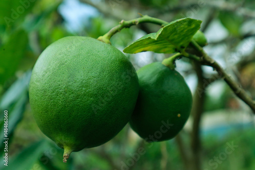 Wallpaper Mural green lime on forest. lime fruit. vitamin c Torontodigital.ca