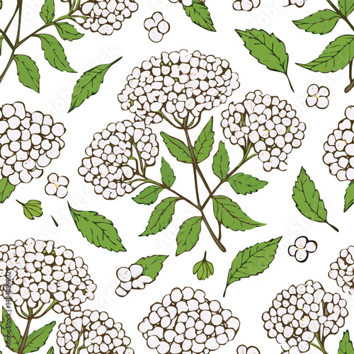 Elderberry Vector Illustration with Seamless Pattern Design
