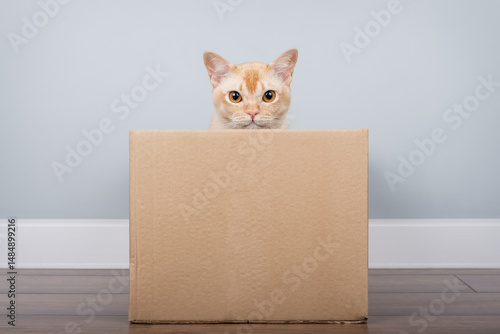 Burmese cat in a cardboard box.