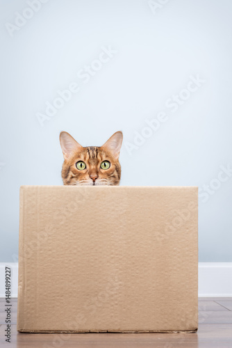 Bengal cat in a cardboard box.