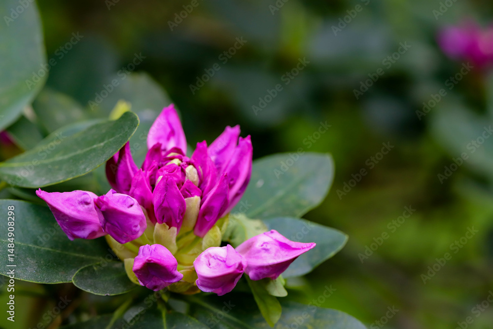 Botanical Garden Flower Symphony Macro Beauty of Nature Botanical Garden Flower Symphony Macro Beauty of Nature