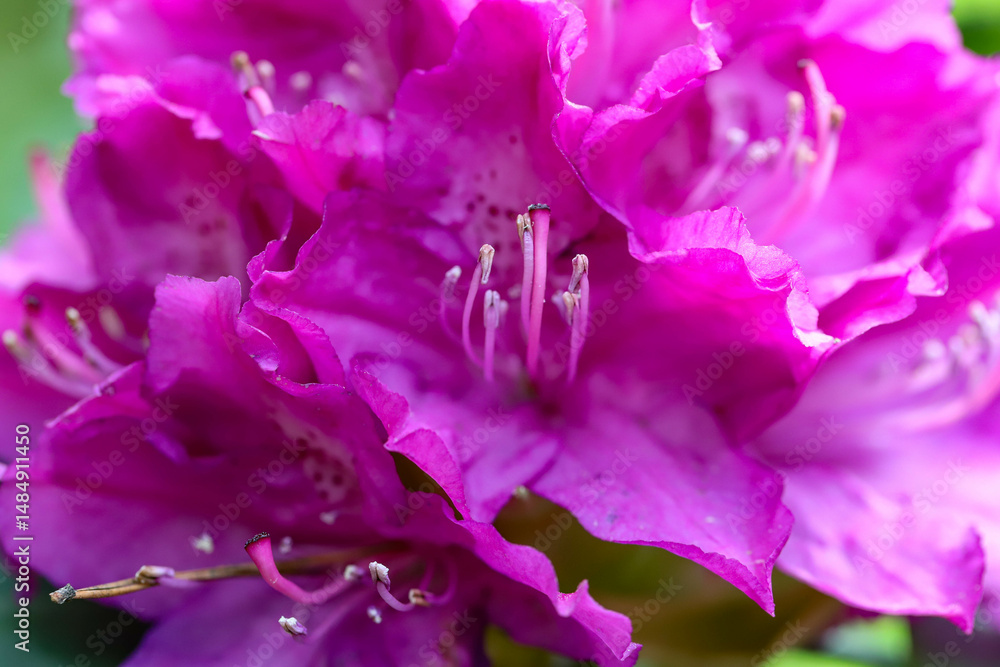 Botanical Garden Flower Symphony Macro Beauty of Nature Botanical Garden Flower Symphony Macro Beauty of Nature