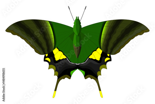 vector realistic butterfly. Cartoon color volume clip art isolated on transparent background. Hand drown design element.