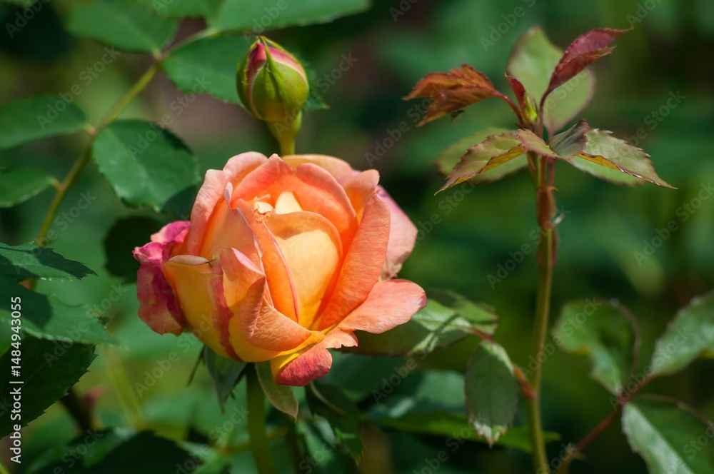 Close-up view of a delicate peach-colored rose in full bloom, surrounded by lush green leaves and a budding rose. Close-up view of a delicate peach-colored rose in full bloom, surrounded by lush green leaves and a budding rose.