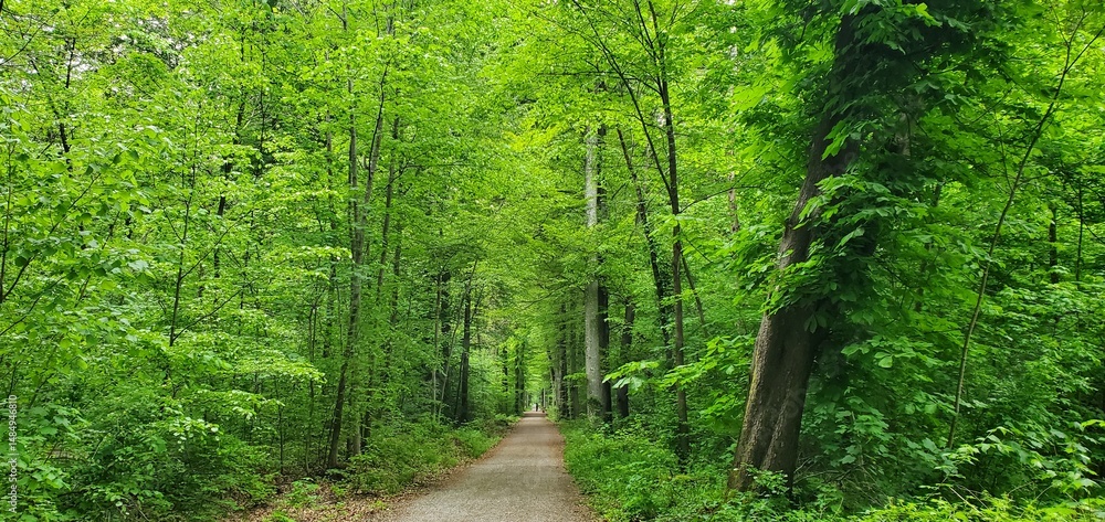 Obraz premium Waldweg im Frühlingslaubwald