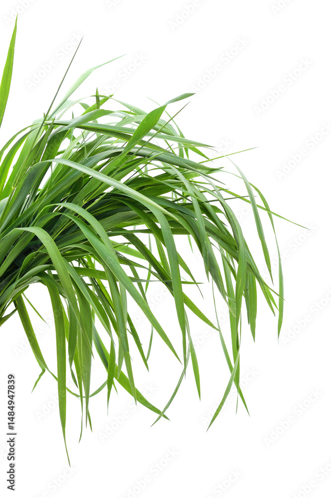 Fototapeta premium Bunch of green grass.