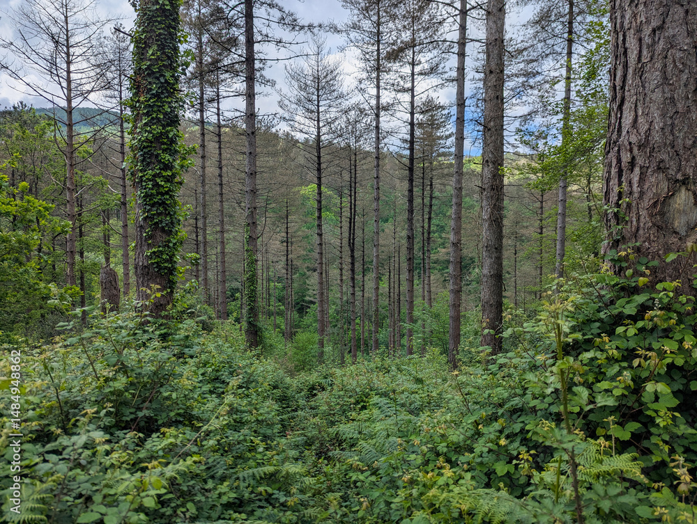 Paisagem arborizada de pinheiros em meio a densa vegetação num dia parcialmente nublado no País Basco francês
Paisagem arborizada de pinheiros em meio a densa vegetação num dia parcialmente nublado no País Basco francês