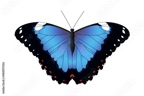 vector realistic butterfly. Cartoon color volume clip art isolated on transparent background. Hand drown design element