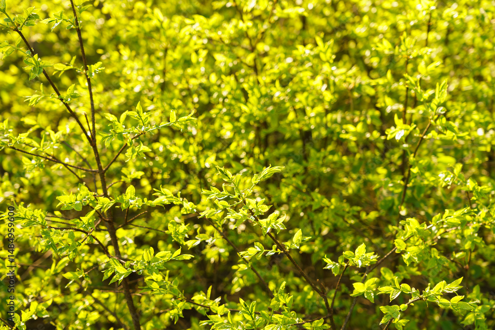 Fototapeta premium Full frame image of dense lime green shrub with young leaves in late spring or early summer, illuminated by sunlight, for nature and garden design themes.