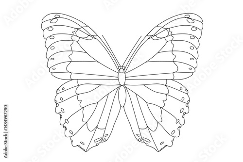 vector realistic butterfly. Cartoon black and white clip art isolated on transparent background. Hand drown design element.