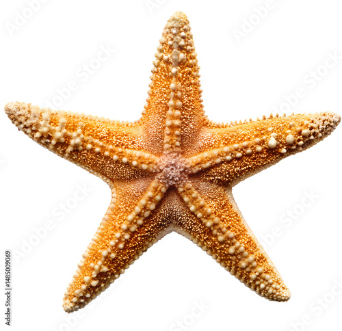 starfish on white generative ai