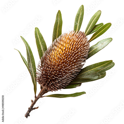 a flower with a stem and leaves on a white background