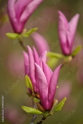 Pink magnolia blooms with fresh green leaves in a spring garden setting during daylight
