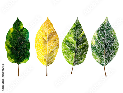 Garlic with Decorative Leaves on White Background