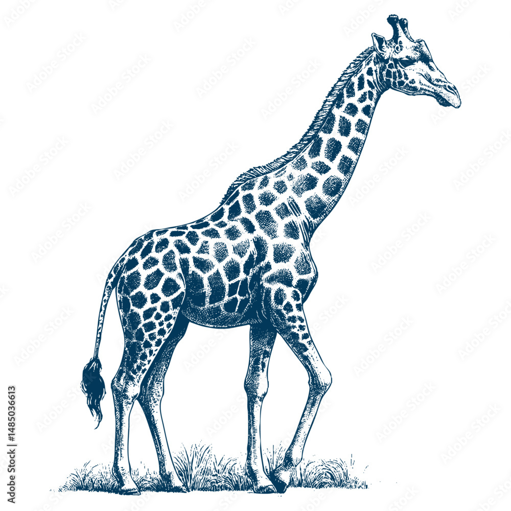 Naklejka premium giraffe vector