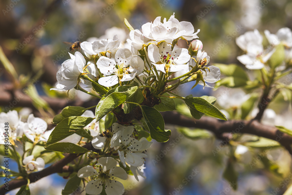 Obraz premium Spring flowers on a fruit tree on a sunny May day. Close-up of the plant. Blurred background.