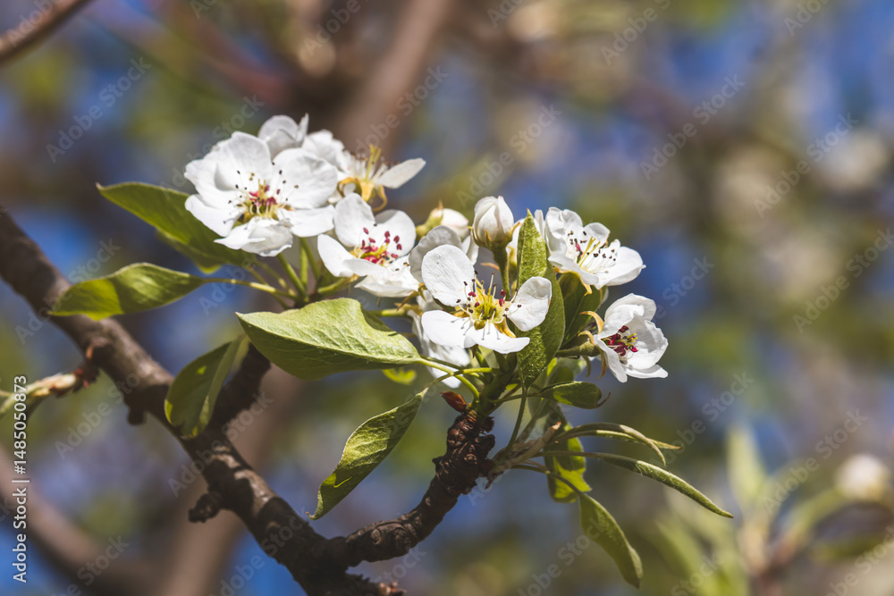 Fototapeta premium Spring flowers on a fruit tree on a sunny May day. Close-up of the plant. Blurred background.
