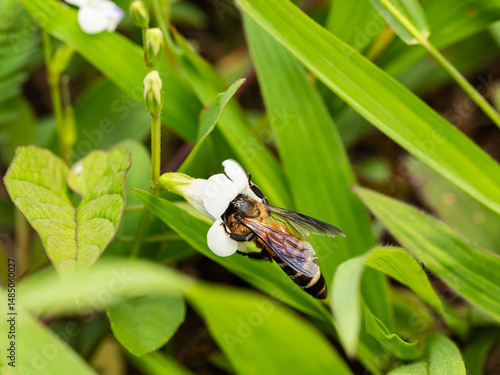A bee enters the flower bud to collect flower nectar 