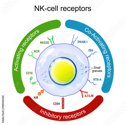 NK-cell receptors. cytotoxic lymphocyte. Immune system