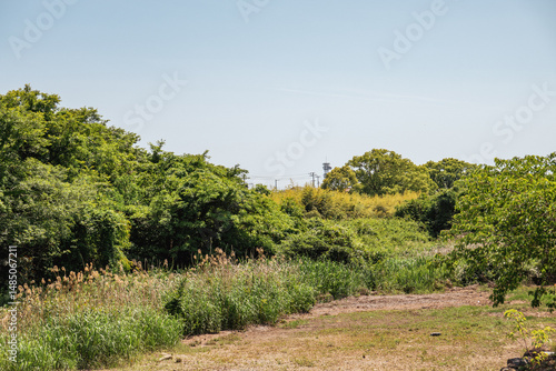 草原の先に広がる森と青空の自然風景