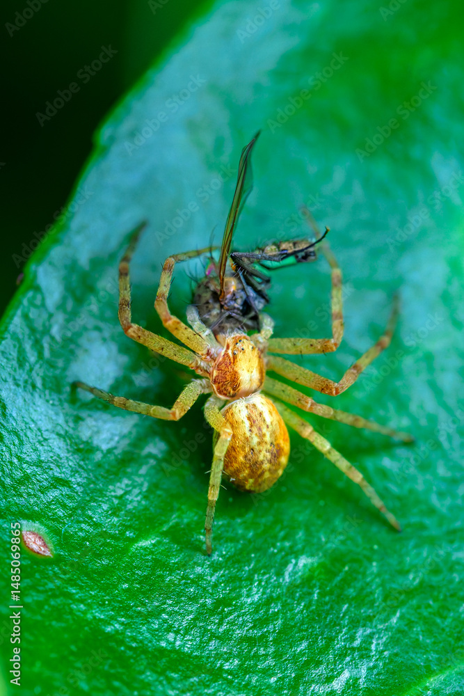 Fototapeta premium Una araña alimentandose en una hoja